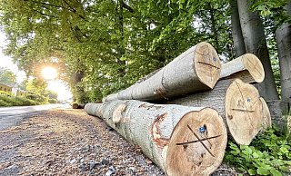 Im April fielen in den kleinen Stadtwäldchen in Theesen, Dornberg und Heepen etliche bis zu 200 Jahre alte Buchen und Eichen für die Holzernte. - Stefan Becker