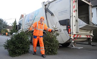 Abgeholt werden natürliche haushaltsübliche Bäume. - ASP