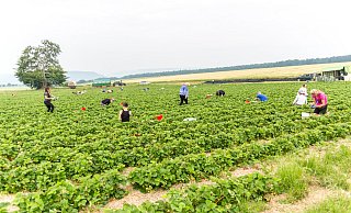 Haben alle Hände voll zu tun: Die Erntehelfer pflücken auf den Feldern des Ritterguts Meinbrexen. - Simone Lauber