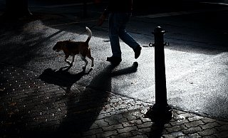 Der Geschmack der Köder scheint besonders Hunden zu gefallen - und es gibt laut den Tierschützern gegen das Gift kein Gegenmittel. - Symbolbild: Unsplash