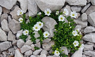 Wann wird aus einem kleinen Steinfeld im Vorgarten ein böser Schottergarten? - Pixabay (Symbolbild)