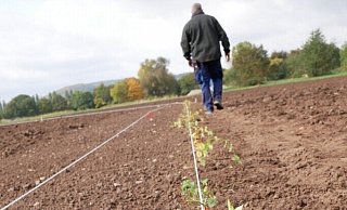 Aus diesen kleinen Pflänzchen soll eine hohe und dichte grüne Wand werden. - Landesgartenschau