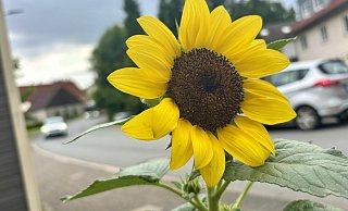 Sonnenblumen wie diese senden in Dörenhagen ein farbenfrohes Zeichen des Danks an den für seine Menschlichkeit geschätzten Heinz Rebbe. Am Donnerstag, 17. Juli, wird er beigesetzt. - Jens Reddeker