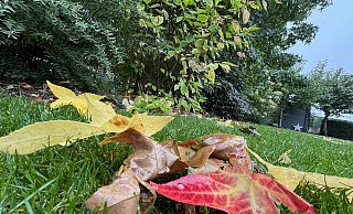 Immer mehr Blätter kommen von den Bäumen: der Herbst ist da. Die perfekte Zeit, um den Garten winterfest zu machen. - Jens Reddeker