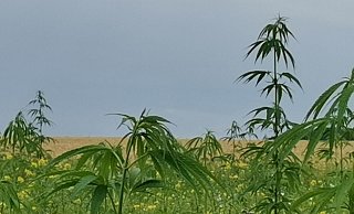 So sahen die Hanfpflanzen aus, kurz bevor sie das Ehepaar Hille per Hand aus der Blumenwiese entfernte. Wie die Betroffenen erst später erfuhren, hätten die Pflanzen stehen bleiben können. - Foto: privat