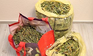 Die Cannabis-Blüten und -Blätter wurden sichergestellt. - Polizei Höxter