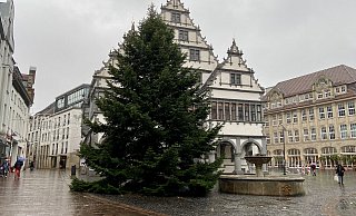 Die circa 15 Meter hohe Nordmanntanne steht jetzt vor dem Rathaus. - Stadt Paderborn/Joanna Becker