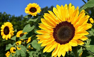 Der Deutsche Wetterdienst kündigt frühsommerliche Temperaturen an. - Pixabay