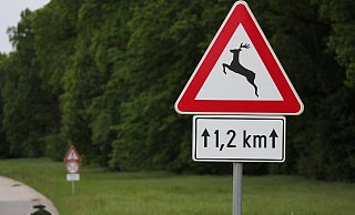 Mit der dunklen Jahreszeit steigt die Wahrscheinlichkeit von Wildunfällen - in der Dämmerung kommt es verstärkt zu Wildwechsel. - Symbolbild: Pixabay