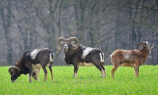 Mufflons an der Dornberger Straße. Waldbesitzer wollen die Tiere abschießen lassen. - Andreas Frücht