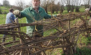 Stadtheimatpfleger Ulrich Pieper zeigt das Original: Die Nieheimer Flechthecke ist dreilagig. Der Pflegetrupp ist in die Jahre gekommen und gibt nun seine Arbeit auf. - Josef Köhne/Archiv