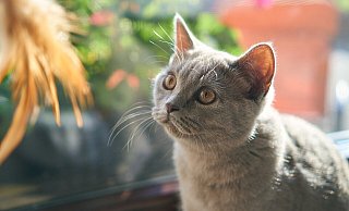 Viele der Katzen waren krank, manche mussten sogar eingeschläfert werden. - Symbolbild: Pixabay