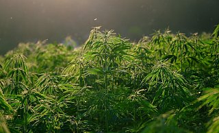 Aufmerksame Zeugen machten die Ermittler auf die Cannabis-Plantagen aufmerksam. - Pixabay (Symbolbild)