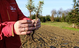 Zwei Jahre alt sind diese Nordmanntannen auf dem "Babyfeld". Für jeden verkauften "erwachsenen" Baum pflanzt Bernd Siebe zwei neue. - Heike von Schulz