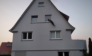 Ungewohnter Anblick an der Wertherstraße. - Jemima Wittig