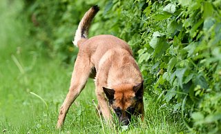 Der Polizeihund konnte einen Täter stellen. - Christian Weische