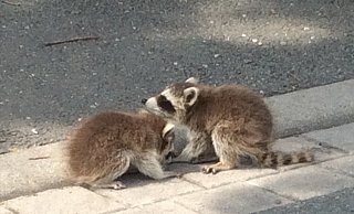 Ein Leser fotografierte diese beiden spielenden Waschbär-Kinder vor dem Straßenverkehrsamt in Kirchlengern - Norbert Darnauer