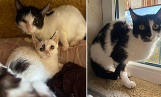 Die geretteten Katzen werden in drei Tierheimen aufgepäppelt. - Tierschutzverein Herford