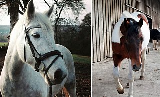 Schimmel Sammy und Schecke Kalle verschwanden im April 2019 vom Bredenhof in Herford-Falkendiek. - Privat