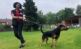 Schäferhund-Malinois-Mix Chips, anderthalb Jahre jung und ungestüm, braucht sportliche Menschen, die ihn halten können. Viel interessanter als Tierheimleiterin Anja Langer am anderen Ende der Leine findet er all die aufregenden Gerüche, die ihn von allen Seiten locken. - Silke Kröger