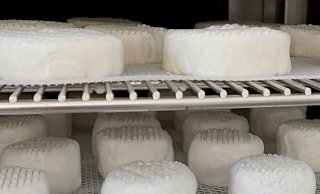 Veganer Käse im Labor des Berliner Startups Formo. - Karlotta Ehrenberg/dpa