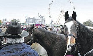 Treffen der Zwei- und Vierbeiner: Auch Groß- und Kleinpferde verschiedener Rassen und Farben werden am Dienstag beim Brockumer Viehmarkt angeboten. - Gerd Scheland