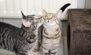 Im Tierheim Holzminden leben momentan vier Hunde und etwa 70 Katzen. - Jan-Henrik Gerdener