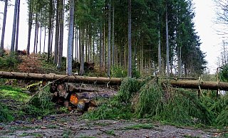 Das Regionalforstamt Hochstift warnt dringend vor dem Betreten von Wäldern - auch einige Wege sind durch umgestürzte Bäume versperrt - Jan Preller
