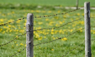 Dass die Verletzungen vom Weidezaun verursacht wurden, schließt die Polizei aus (Symbolbild). - Pixabay