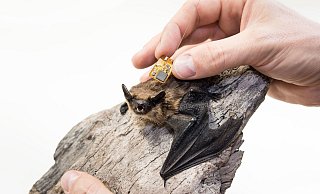 Mithilfe kleiner Sender lässt sich das Sozialverhalten von Fledermäusen detailliert dokumentieren und analysieren. - Museum für Naturkunde Berlin