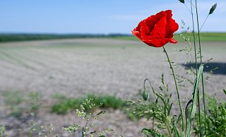 Die Nacht bleibt bei Temperaturen zwischen 9 und 6 Grad trocken. - Sven Hoppe