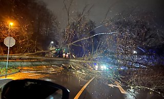 Im vergangenen Dezember stürmte es öfter unb Bäume stürzten um, wie hier auf der Straße Johannistal. - Julia Borgstedt