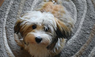 Hunde und Halter sollten in den kommenden Tagen beim Gassigehen aufpassen. - Symbolbild: Pixabay