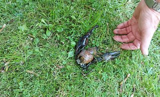 Ein größeres Stück des toten Schalentiers hat Egon Stranghöner am Bachlauf der Holtbeke gefunden. - Egon Stranghöner