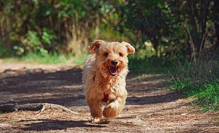 In Löhne ist ein Streit um eine Hundeschule entbrannt. - Pixabay (Symbolbild)