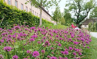 Ein wahrer Dauerblüher und eine prima Insektenweide ist der Rosenwaldmeister, der im Huxarium zu Füßen der mittelalterlichen Stadtmauer, aber auch im Remtergarten am Schloss Corvey blüht. - Huxarium-Gartenpark Höxter