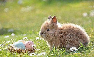Das Osterwochenende wird freundlich und sonnig - die Eier können also im Gras versteckt werden. - Symbolbild: Pixabay