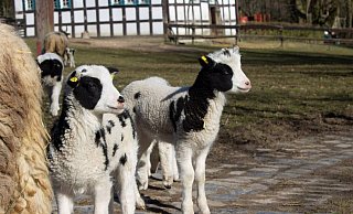Auch die Frühlingslämmer erwarten die vielen Besucher. - Stadt Bielefeld