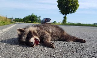 Als ob es noch schreit: Ein totes Waschbärkind auf der Landesstraße 886 bei Bellersen. Foto: David Schellenberg - David Schellenberg