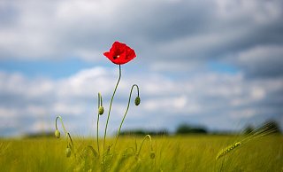 Am Samstag ist es sommerlich warm, aber am Sonntag ziehen Wolken auf und es wird am Nachmittag gewittern. - Sina Schuldt/dpa