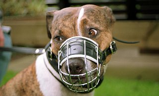 Gesteigertes Aggressionsverhalten, mangelnde Sozialisation, hoher Beute- oder Herdenschtztrieb, isolierte Haltung, mangelhafte Erziehung – Hunde werden aus vielen Gründen verhaltensauffällig. - key/ol