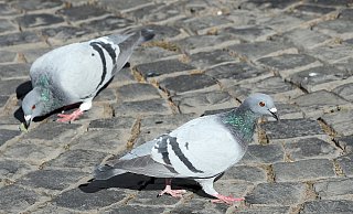 Die Stadttauben - wie hier auf dem Alten Markt in Herford - sind zum Überleben auf den Menschen angewiesen. - Frank-Michael Kiel-Steinkamp
