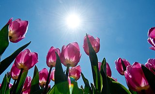 Besonders am Ostersonntag soll es im Kreis Gütersloh sonnig werden. - Verwendung weltweit