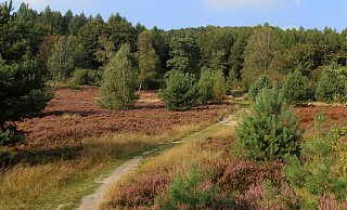 Die Senne lädt an vielen Stellen zum Wandern ein. Erlebnistouren sollen nun den Tourismus rund um das Naturschutzgebiet ankurbeln. - Martin Düsterberg