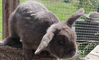 Pepper ist geschätzte 2 Jahre alt und sehr bissig. Er stammt aus dem Tierschutz. - Thielking