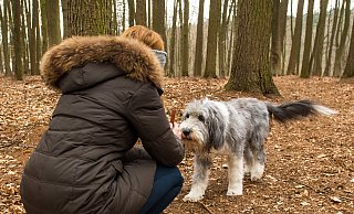 Eine Antigiftköder-Trainingsübung ist der Rückruf. Dabei wird etwa im Wald ein Stück Futter ausgelegt. Rennt der Hund hin, wird er vor dem Erreichen zurückgerufen. Gehorcht er, bekommt er ein Leckerli. - Benjamin Nolte/dpa
