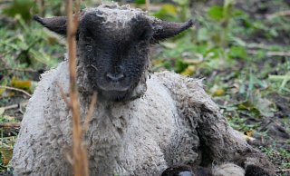 Völlig durchnässt hat dieses Schaf zuletzt auf einer Wiese im Kreis Gütersloh im kalten Wind gelegen. Astrid Reinke beklagte das Fehlen eines Unterstandes. - Astrid Reinke