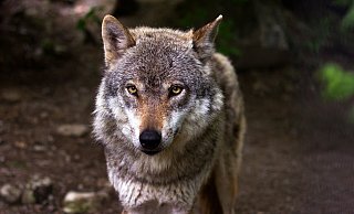 In Hille und Hüllhorst haben Wildtierkameras jeweils einen Wolf fotografiert. - (Symbolbild): Pixabay