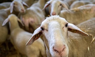 Drei kranke Schafe sind ausgesetzt worden. Die Tierrechtsorganisation Peta will bei der Aufklärung des Falls helfen. - Peter Kneffel