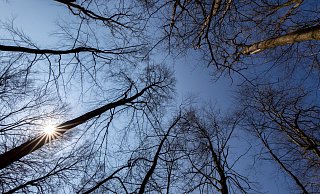 Der Waldboden ist derzeit "knochentrocken", so Förster Philip Fortströer. - Niklas Tüns